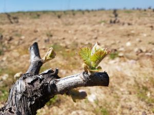 Brotacion de las viñas en Ribera del Duero