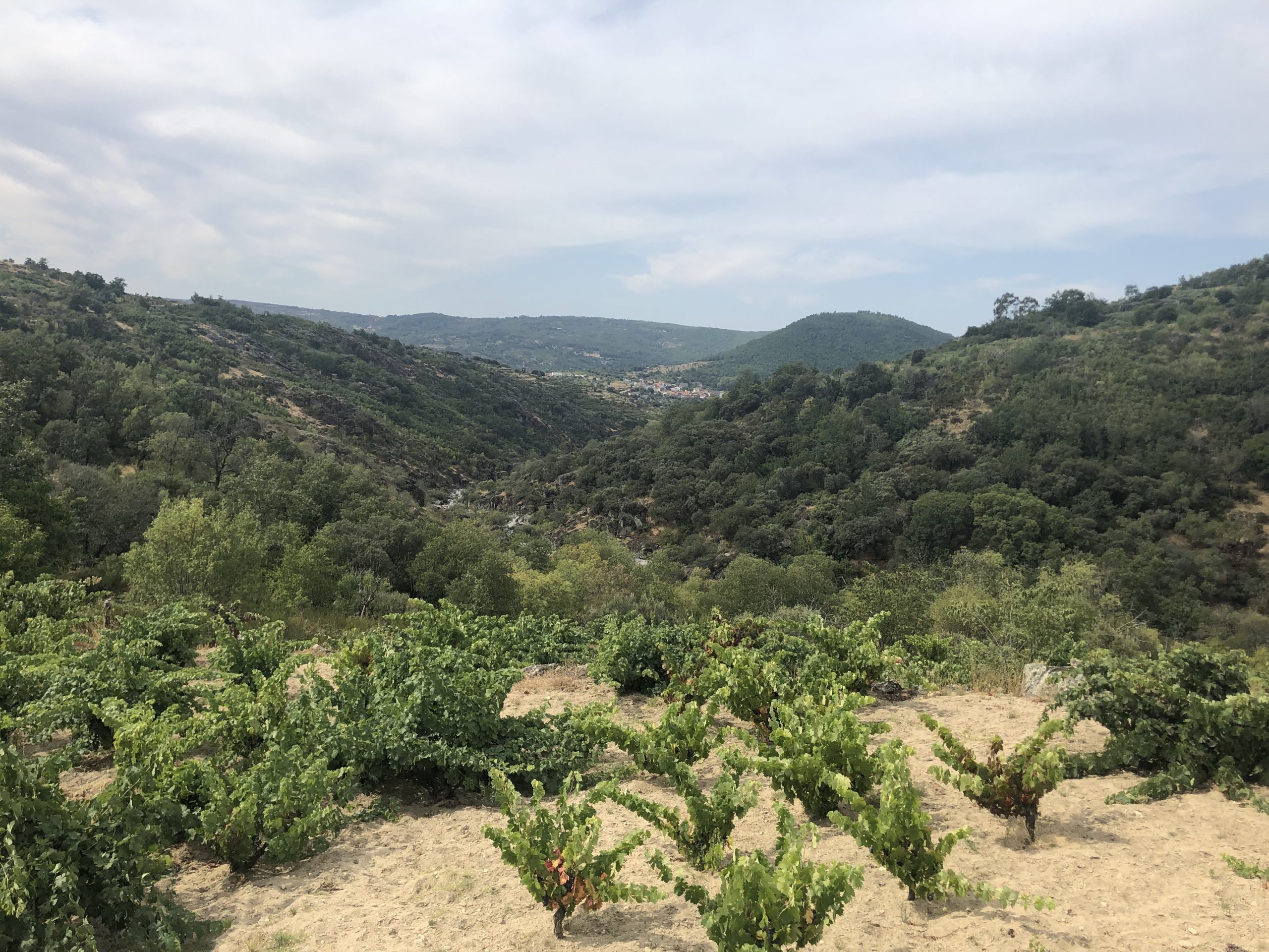 Paisaje de la Sierra de Salamanca con viñedos